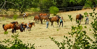 soggiorno agriturismo: vacanze cavallo in Toscana
