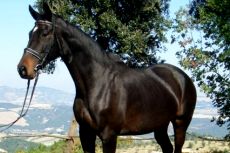 equiturismo agritursimo vacanze a cavallo Toscana