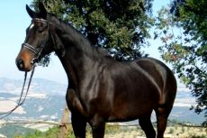 Ferien auf dem Bauernhof reiten bei Volterra Toskana Italien