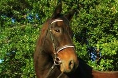 Pferd reiten auf dem Gestüt in Toskana Volterra Italien