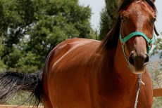 Reitkurse in der Toskana auf dem Gestüt bei Volterra Italien