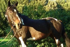 Reitkurse in der Toskana auf dem Gestüt bei Volterra Italien