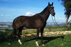 quality horses for horse riding in Tuscany Italy