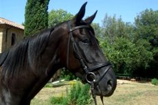 Reiturlaub in der Toskana Italien auf Gestüt bei Volterra