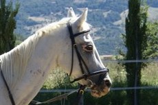 Italien: reiten in der Toskana auf dem Reiterhof bei Volterra