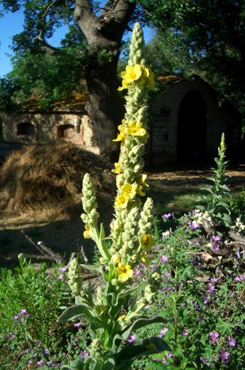 riding farmhouse holiday horse trekking b&b Tuscany Italy