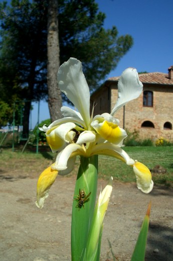 equiturismo e agriturismo in Toscana 