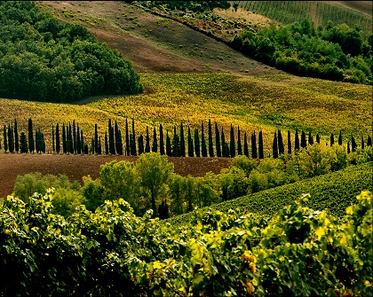 agriturismo equitazione in Toscana Podere Palazzone