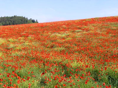 trekking a cavallo in Toscana Podere Palazzone