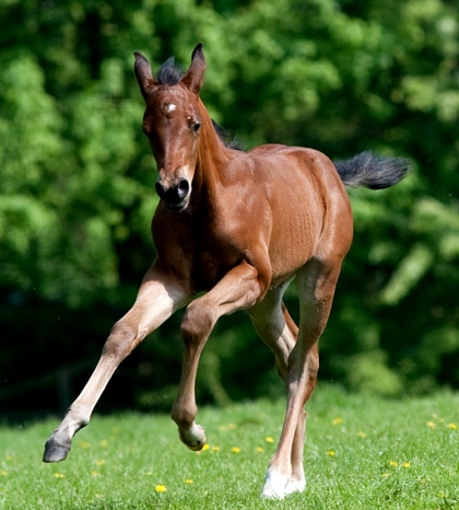 Tuscany Italy horse riding holiday stables Podere Palazzone