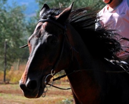 Tuscany Italy horse riding holiday stables Podere Palazzone