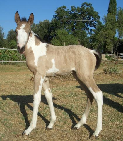 Tuscany Italy horse riding holiday stables Podere Palazzone