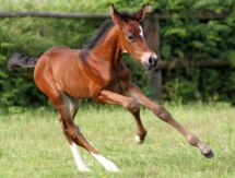 cheval vacances, balades randonées élevage chevaux