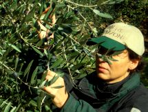 Olivenernte in der Toskana Volterra Italien