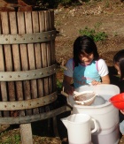 Rotwein Trauben Weinlese, Reben in der Toskana Chianti Italien