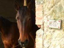 chevaux vacances équitation ferme équestre