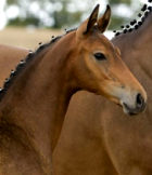 chevaux sportifs équitation saut obstacle dressage toscane stage vacance