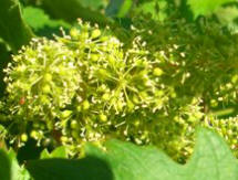 vin Chianti Toscane produciton à la domaine en Toscane