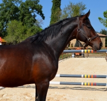 agriturismo San Gimignano piscina e cavalli