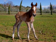 Sienne balade cheval et gite avec piscine en Toscane Italie