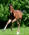 reiten im Urlaub auf dem Bauernhof Italien günstige Ferienwohnung Zimmer Toskana